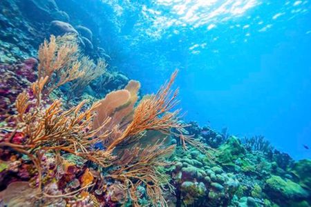 Magical Andaman - Premium