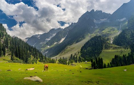 Kashmir Valley Retreat: Veg Kitchen Tour